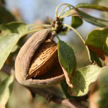 Almond