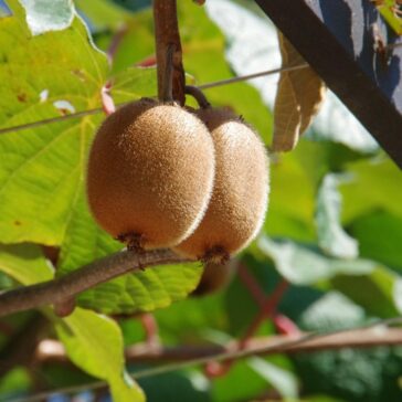 Kiwi