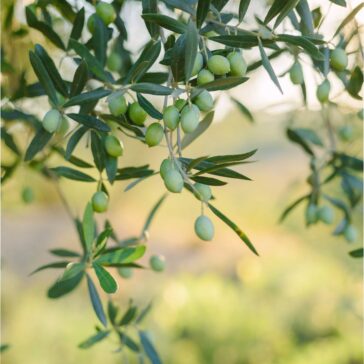 Olives