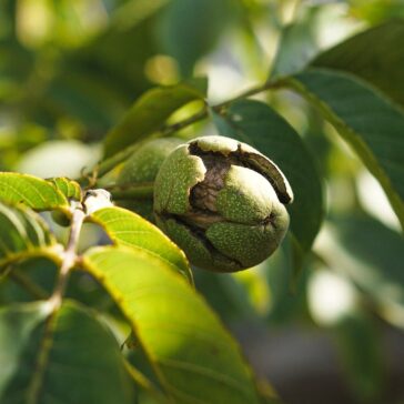 Walnut